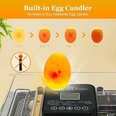 incubator for bird eggs