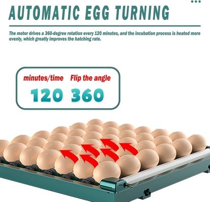 71itkQQGttL._AC_SX679_-416x400 incubator for bird eggs