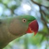 Alexandrine-Parakeet-1-598x400 Alexandrine Parakeet