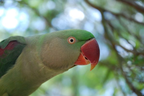 Alexandrine-Parakeet-1-598x400 Alexandrine Parakeet