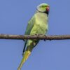 Alexandrine-Parakeet-2 Alexandrine Parakeet for sale