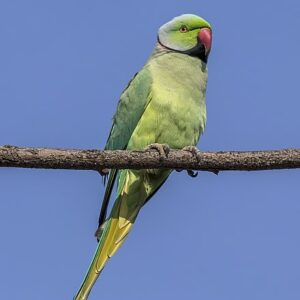 Alexandrine Parakeet for sale