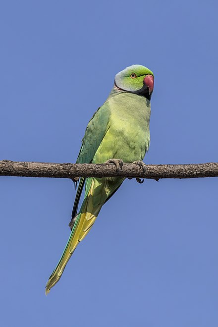 Alexandrine-Parakeet-2 Alexandrine Parakeet for sale