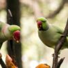 Alexandrine-Parakeet-4-600x326 Alexandrine Parakeet