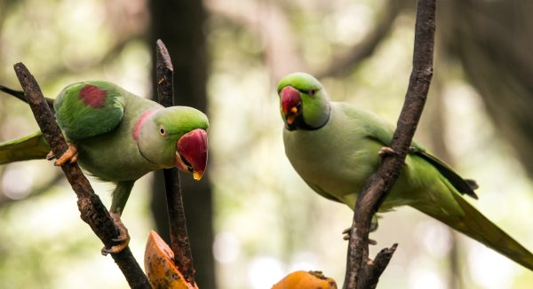 Alexandrine-Parakeet-4-600x326 Alexandrine Parakeet