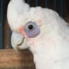 Hand-Reared Bare-Eyed Cockatoo for sale