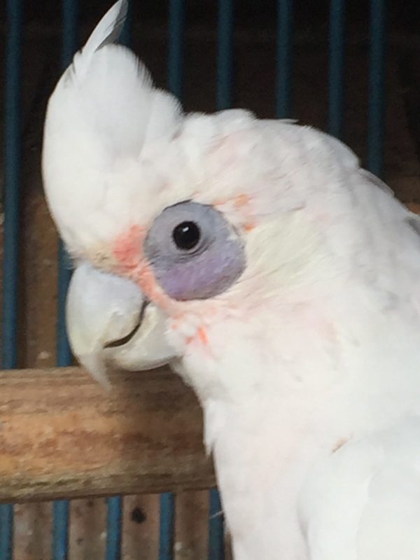 Hand-Reared Bare-Eyed Cockatoo for sale