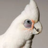 Hand-Reared Bare-Eyed Cockatoo for sale