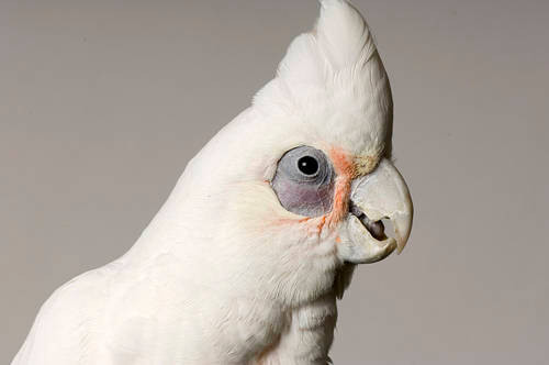Hand-Reared Bare-Eyed Cockatoo for sale