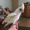 Hand-Reared Bare-Eyed Cockatoo for sale