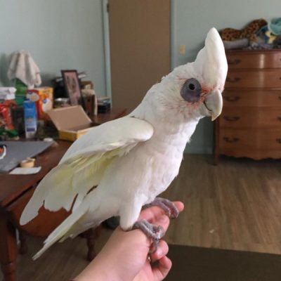 Hand-Reared Bare-Eyed Cockatoo for sale