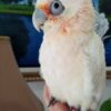 Hand-Reared Bare-Eyed Cockatoo for sale
