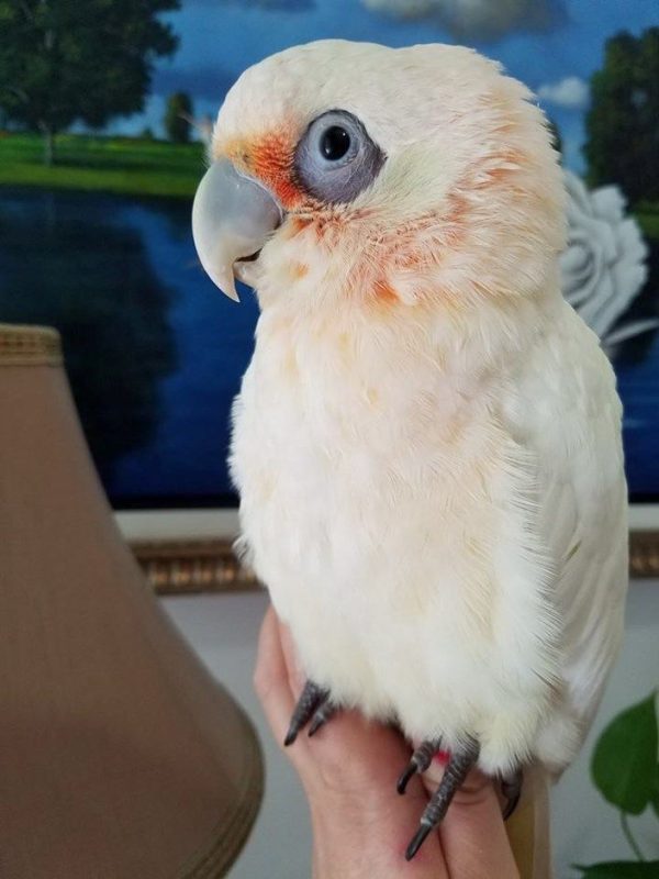 Hand-Reared Bare-Eyed Cockatoo for sale