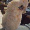 Hand-Reared Bare-Eyed Cockatoo for sale