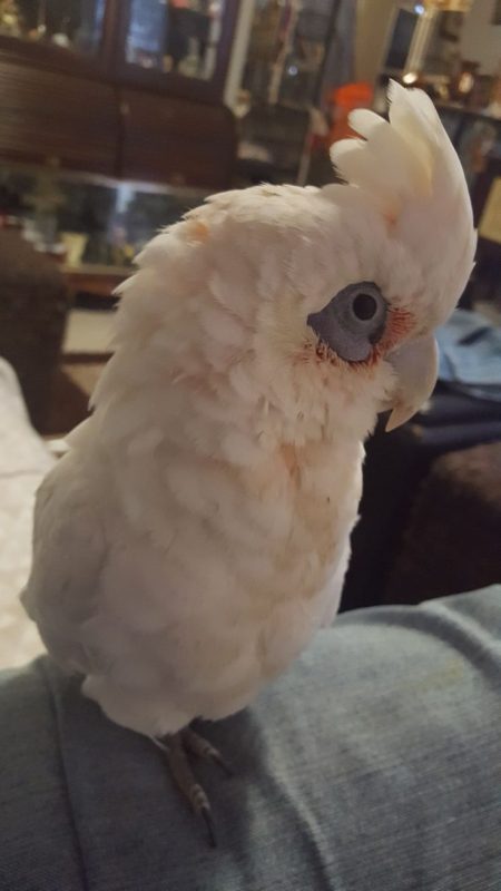 Hand-Reared Bare-Eyed Cockatoo for sale