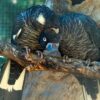 Baudins-Black-Cockatoo-3-533x400 Baudins Black Cockatoo