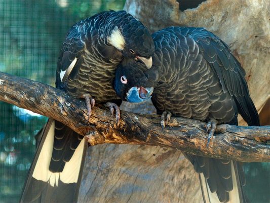 Baudins-Black-Cockatoo-3-533x400 Baudins Black Cockatoo