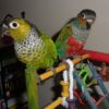 Black-Capped-Conure-1-533x400 Black Capped Conure