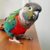 Black-Capped-Conure-2 Black Capped Conure