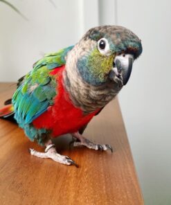 Black-Capped-Conure-2 Black Capped Conure