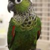 Black-Capped-Conure-3 Black Capped Conure