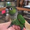 Black-Capped-Conure-4-450x800 Black Capped Conure