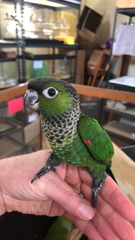 Black-Capped-Conure-4-450x800 Black Capped Conure