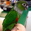 Black-Capped-Conure-400x400 Black Capped Conure