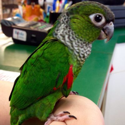 Black-Capped-Conure-400x400 Black Capped Conure