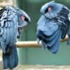 Black-Palm-Cockatoo-1 Black Palm Cockatoo