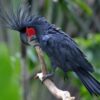 Black-Palm-Cockatoo Buy Black Palm Cockatoo for Sale