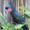 Black-Palm-Cockatoo-2 Buy Black Palm Cockatoo for Sale