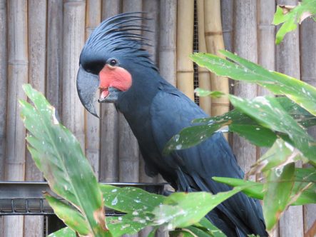 Black-Palm-Cockatoo-2 Buy Black Palm Cockatoo for Sale