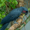 Black-Palm-Cockatoo-3 Buy Black Palm Cockatoo for Sale