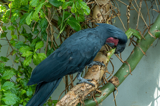 Black-Palm-Cockatoo-3 Buy Black Palm Cockatoo for Sale