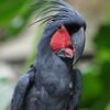 Black-Palm-Cockatoo-4 Black Palm Cockatoo