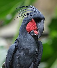 Black Palm Cockatoo