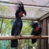 Black-Palm-Cockatoo-5-400x400 Buy Black Palm Cockatoo for Sale