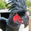 Black-Palm-Cockatoo-6-600x719 Buy Black Palm Cockatoo for Sale