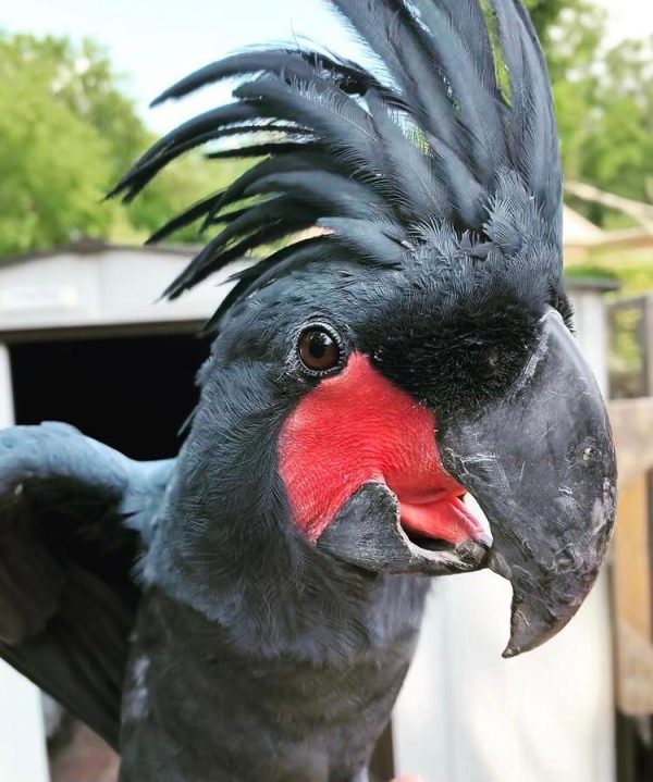 Black-Palm-Cockatoo-6-600x719 Buy Black Palm Cockatoo for Sale