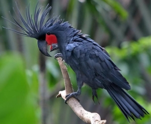 Black-Palm-Cockatoo Buy Black Palm Cockatoo for Sale