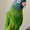 Blue Crowned Conure parrots