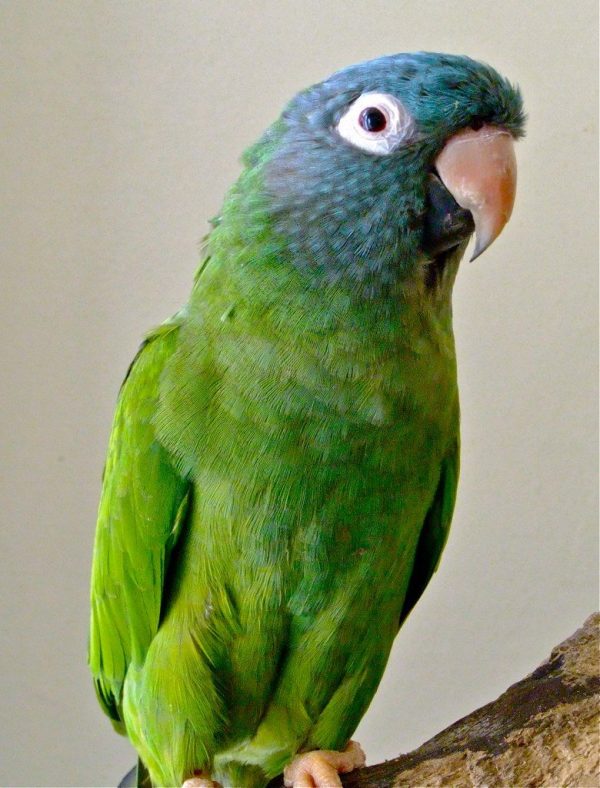 Blue Crowned Conure parrots