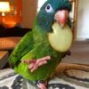 Blue Crowned Conure for sale