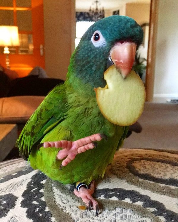 Blue Crowned Conure for sale