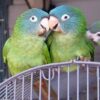 Blue Crowned Conure for sale