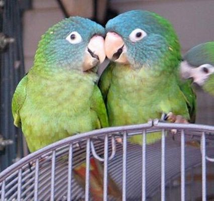 Blue Crowned Conure for sale