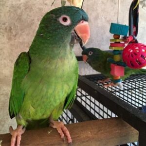 Blue Crowned Conure parrots