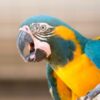 Blue-Throated Macaw parots