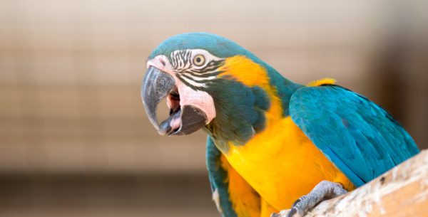 Blue-Throated Macaw parots